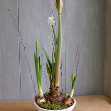 Amaryllis Paperwhite Pot | Bulb Planter in Lexington, KY ...