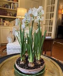 2 Narcissus Paperwhite 'ziva' Bulbs - Etsy Finland