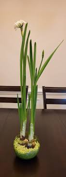 Forcing Paperwhite Bulbs for Winter Garden Show