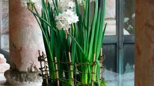Bring spring indoors early — very early — by forcing bulbs