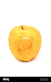 Yellow wrinkled apple isolated on white background ...