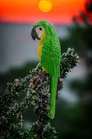 guacamaya colgante para macetas o casas para aves arboles ...