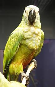 Rotbauchara - Wiktionary, the free dictionary