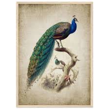 Vintage Peacock Wall Art | Luxury Art Canvas
