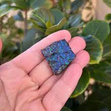 A Grade Genuine Ammolite Fossil Shell From Canada "very RARE ...