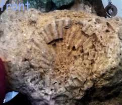 What are these mysterious objects found at Topanga Beach in LA?