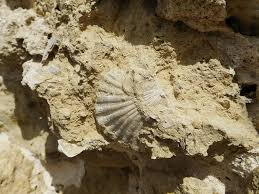 Pecten
