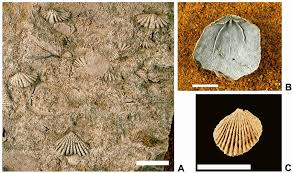 Road cut Dornes-Vale Serrão section, Serra do Luação Formation, level... | Download Scientific Diagram