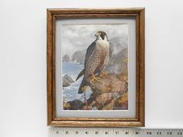 Harry Adamson PEREGRINE FALCON 8x10 framed 2.1 537 | eBay