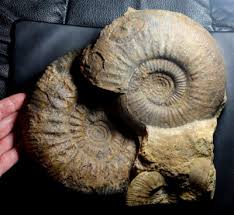 Top fossil. Huge beautiful Jurassic, Callovian ammonites ...