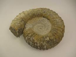 Extra Large Natural Ammonite Fossil 16.6 LB 10.5" Stone ...
