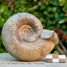 Cadomites Deslongchampsi Fossil Ammonite, Bajocian, Jurassic ...