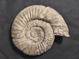 Large German Ammonite Orthosphinctes for sale| Fossil Cave