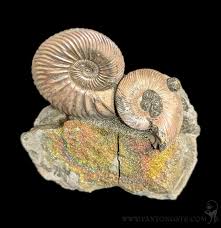 Ammonites & Rainbow Pyrite Nodule Composite For Sale ...