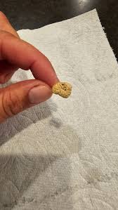 Trying to ID mushrooms growing in my backyard - not ...