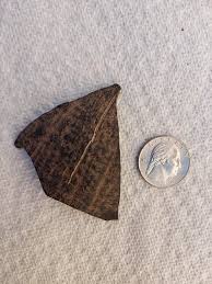 Turtle shell? Found on beach at the Chesapeake Bay : r/fossilid