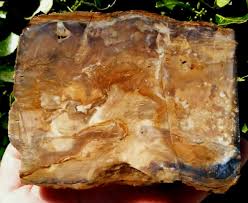 TWO (2) UNUSUAL CUT PETRIFIED WOOD NORTHERN NEVADA ODD ...