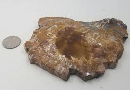 Petrified Wood Fossil Slice, 5.72 Inch Fossil Specimen ...
