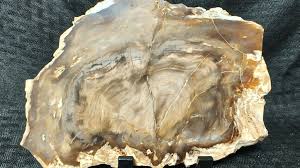 Petrified Wood Polished Slab From Saddle Mountain Washington ...