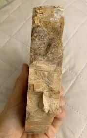 Petrified Wood Full Tree w/Bark Pacific Northwest Grandpa's Collection 1960's | eBay