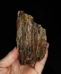 AMAZING AMMONITES! STEGODON MOLAR PARTIAL TOOTH FOSSIL FROM JAVA INDONESIA, 95MM | eBay