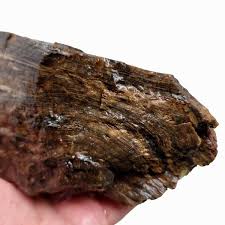 Oregon-Washington Petrified Wood Rough Chunk!