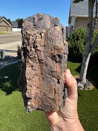 Crystal Healed Petrified Wood Fossil. Large Display Specimen ...