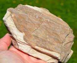 Fossil Wood - 928 Grams - Madagascar - Etsy Australia