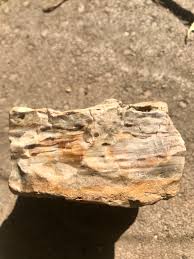 Petrified wood or something else? - Fossil ID - The Fossil Forum