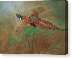 Pheasant in flight Canvas Print by Archibald Thorburn - Fine ...