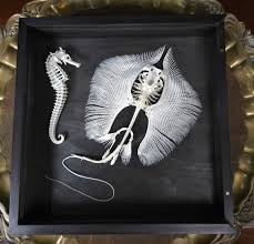 Real Stingray Skeleton, ray, manta taxidermy, Stingray Barbs ...
