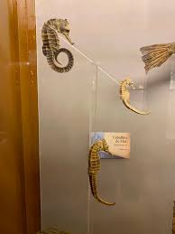 File:Animales marinos en Museo Universitario de Historia ...