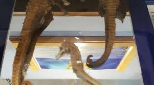 Jeffrey's Bay Shell Museum (Charlotte Kritzinger Shell ...