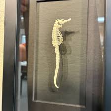 Seahorse skeleton in Black Frame