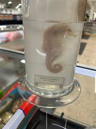 What's a seahorse's favorite hairstyle? A ponytail! 🌊 🐴