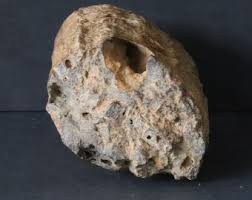 Genuine 300 Million Year Old Calamite Fossil From ...