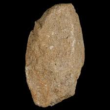 1.4" Plesiosaur Zarafasaura Tooth Fossil In Matrix Cretaceous Dinosaur Era COA