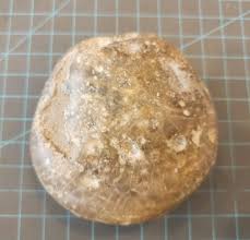 Larger Hand Polished Petoskey Stone 1 lb. 1 oz. Michigan ...
