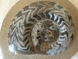 AMMONITE DISPLAY FOSSIL HOME DECOR WALL JURASSIC | eBay