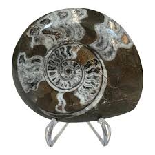 Sold at Auction: Collection of Four Stones, Fossil, and Crystal