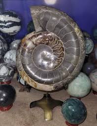 Ammonite Bowl Carved - Etsy