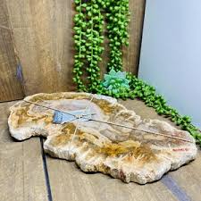 Extra Large Petrified Wood - Etsy Australia