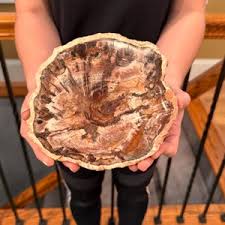 Polished Arizona Petrified Wood Slab - Etsy