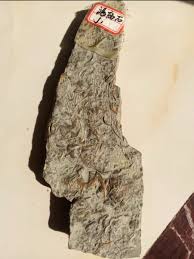 Cambrian Swallow trilobites Fossils from ShanDong Ice Age | eBay