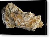 Permian Bryozoans #1 Framed Print by Science Photo Library - Science Photo Gallery