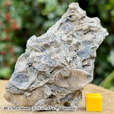 Oyster Fossils - Etsy New Zealand