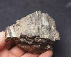 Offer a Price! 343 Gr. Grams Natural Orthoceras Devonian Morocco Fossil Cephalopod Mollusca Ammoniten - Etsy