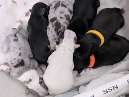 Foxy Frenchies on Reels | Facebook