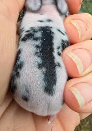 What constitutes mosaic markings or patterns?