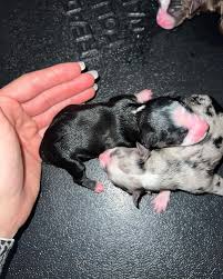 Ashton' Mini Aussie Babes (@ashtonsminiaussies) • Instagram photos and videos